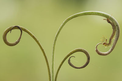 Caterpillar on leaf of nephentest