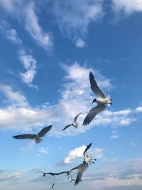 Low angle view of seagulls flying against sky