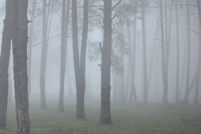 Trees in forest