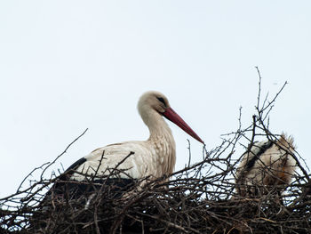 Low angle view of bird in nest