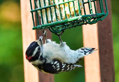 Close-up of bird on wooden railing