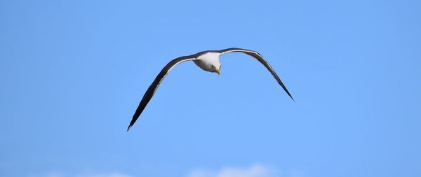 Low angle view of seagull flying in sky