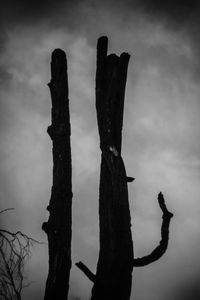 Low angle view of silhouette cactus against sky at dusk