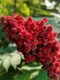 Close-up of red flowering plant