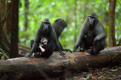 Monkey sitting in a forest