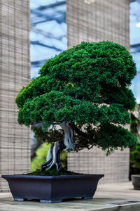 Close-up of potted plant against building