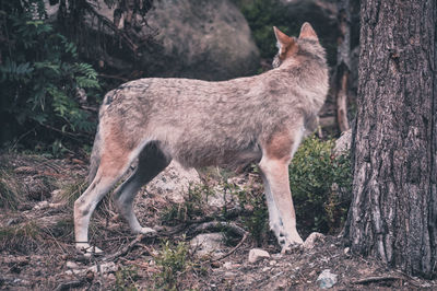 Side view of deer standing on field in forest