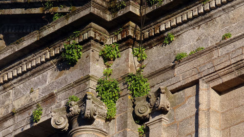 Low angle view of plants growing on historic building wall