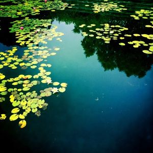 Reflection of trees in pond