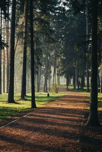 Footpath amidst trees at park