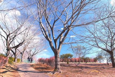 Bare trees in autumn