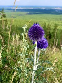 Close-up of purple flowering plant on field