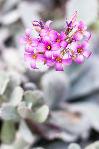 Close-up of pink flowers