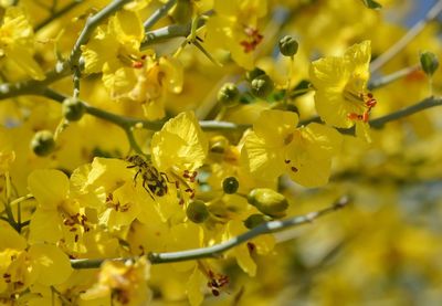 Close-up of yellow tree