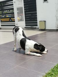 Dog lying down on tiled floor