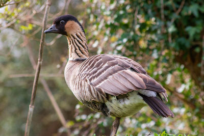 Close-up of bird perching on a field