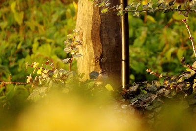 Close-up of lizard on tree trunk