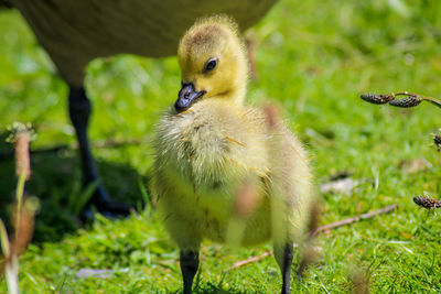 Close-up of canada goslings on field