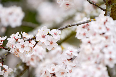 Close-up of cherry blossom