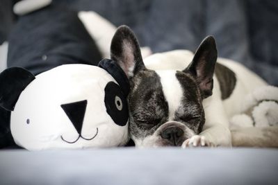 Portrait of white dog at home