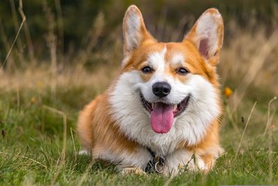 Portrait of dog on field