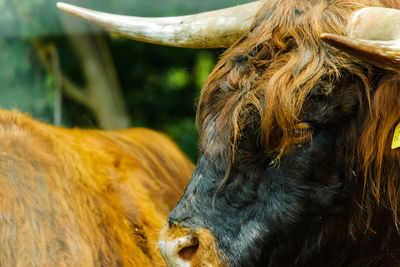 Close-up of a  scottish highland cattle