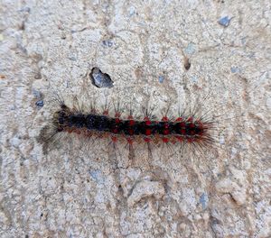 High angle view of insect on wall