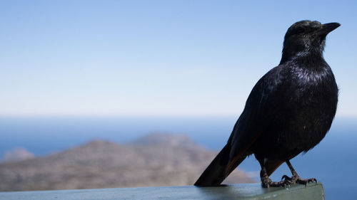 Close-up of black bird perching against sea and clear sky