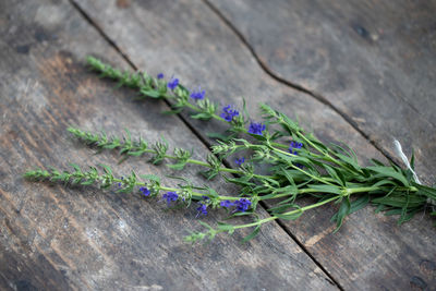 High angle view of purple and plants on table