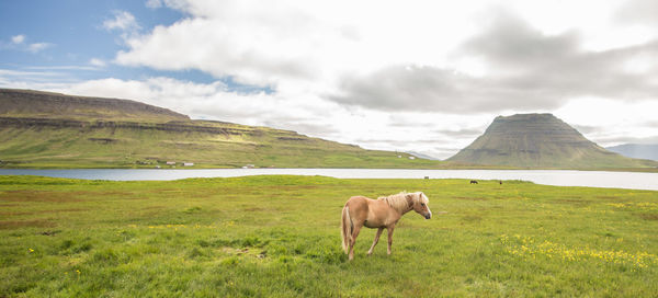 View of a horse on landscape