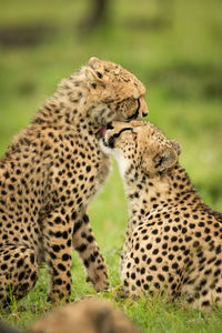 Close-up of cheetah lying licking seated cub