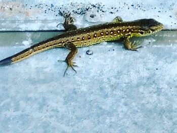 High angle view of crocodile in water