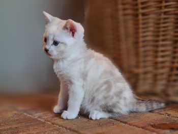 White cat sitting in basket