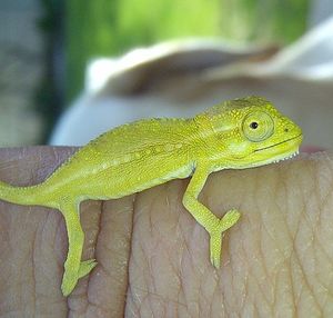 Close-up of lizard