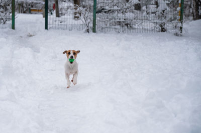 Jack russell terrier dog playing ball in the snow