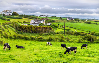 Cows grazing in a field