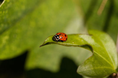 Spotted convergent lady beetle also called the ladybug hippodamia convergens on a green leaf