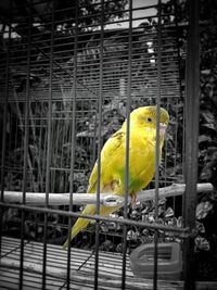 View of bird in cage