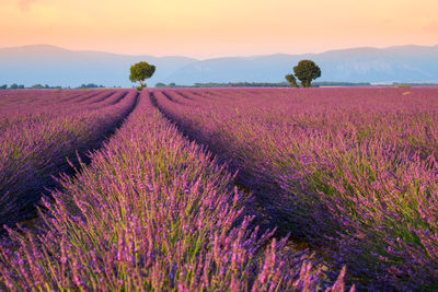 Scenic view of lavender field against sky during sunset