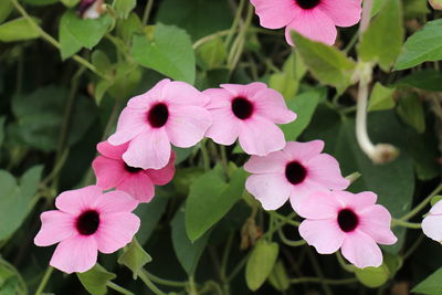 Close-up of pink flowering plant