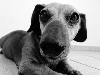 Close-up portrait of dog relaxing on floor