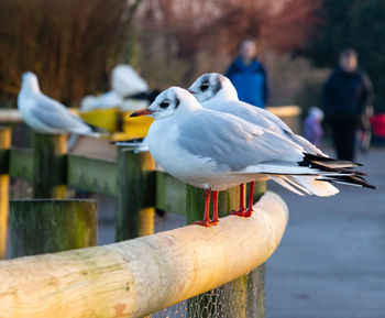 Close-up of seagulls perching on wooden post