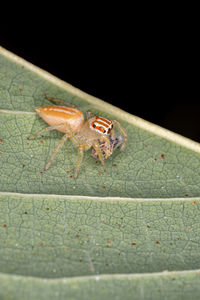 Close-up of insect