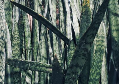 Close-up of bamboo trees in forest