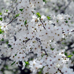 Close-up of white cherry blossoms in spring