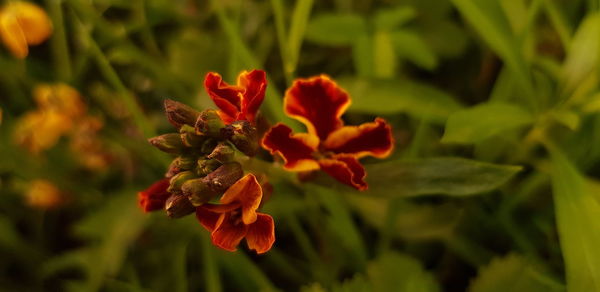 Close-up of red flowering plant on field