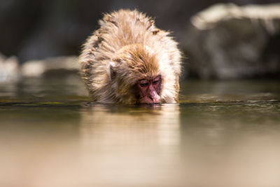 Monkey in a lake