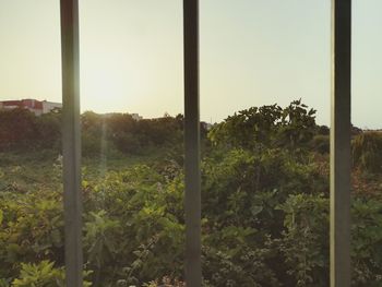 Trees on field against sky seen through window