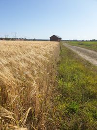 Scenic view of agricultural field against clear sky