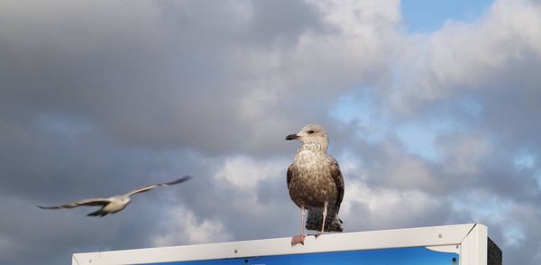 Seagull perching on wall against sky
